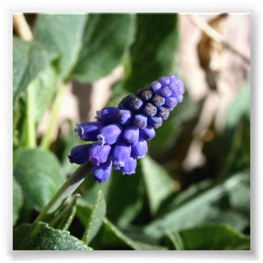 Grafiek Hyacinth Foto Afdruk (Voorkant)