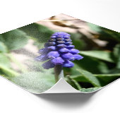 Grafiek Hyacinth Foto Afdruk (Hoek)