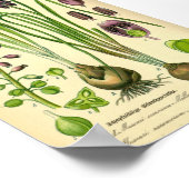 Grafiek Hyacinth (Muscari-verwaarlozing) Poster (Hoek)