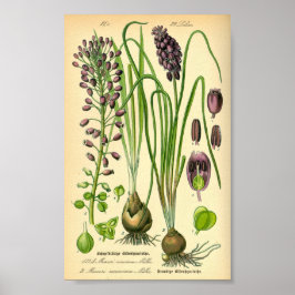 Grafiek Hyacinth (Muscari-verwaarlozing) Poster