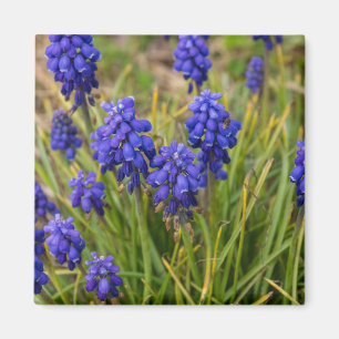 Grafiek Hyacinths Familie Magneet