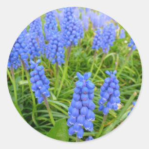 Grafiek Hyacinths Sticker