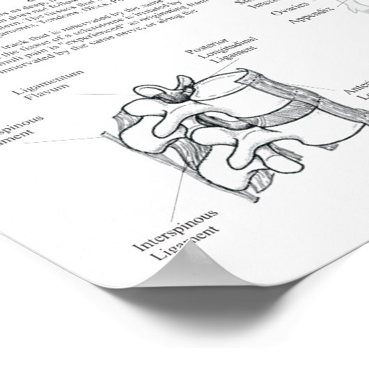 Grafiek met betrekking tot rode bloedcellen poster (Hoek)