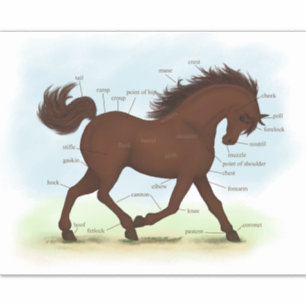 Grafiek met de anatomieafbeelding van bruine paard sticker