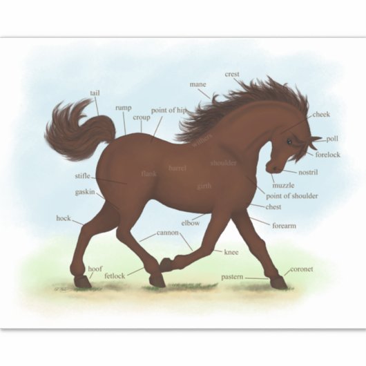 Grafiek met de anatomieafbeelding van bruine paard sticker (Voorkant)