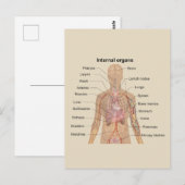 Grafiek met menselijke interne organen briefkaart (Voorkant / Achterkant)