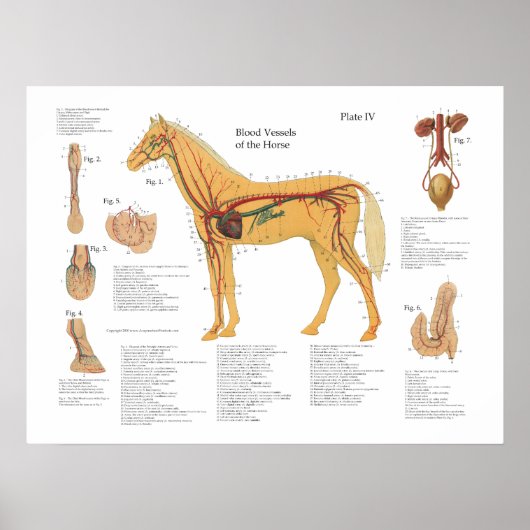 Grafiek Poster paardenvasculaire anatomie (Voorkant)
