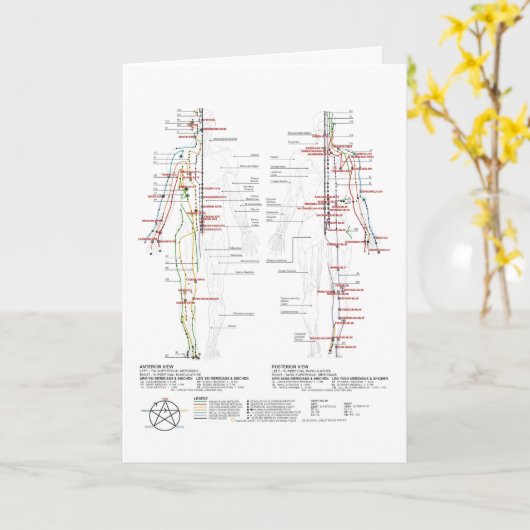 Grafiek van de Meridians van de mens Kaart (Gele Bloem)