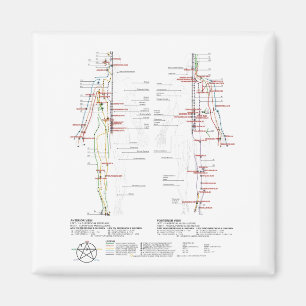 Grafiek van de Meridians van de mens Magneet