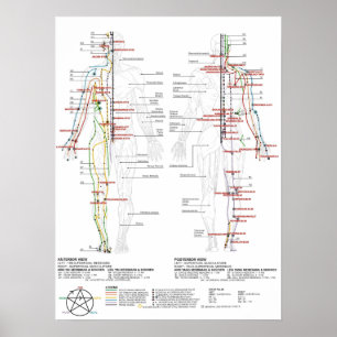 Grafiek van de Meridians van de mens Poster