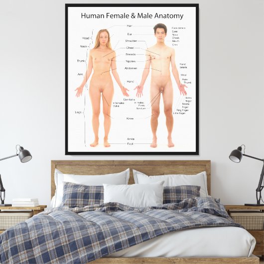 Grafiek van het Menselijk Vrouw en de Mannelijke A Canvas Afdruk (Insitu (Slaapkamer))