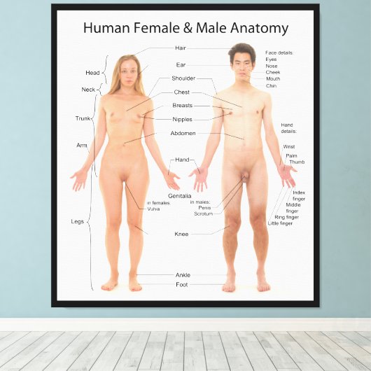 Grafiek van het Menselijk Vrouw en de Mannelijke A Canvas Afdruk (Insitu (Houten vloer))