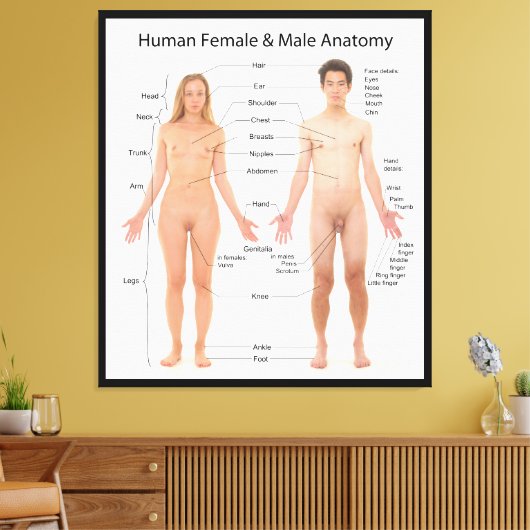 Grafiek van het Menselijk Vrouw en de Mannelijke A Canvas Afdruk (Insitu (Woonkamer))