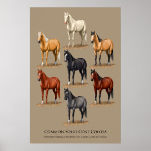 Grafiek voor Paarden Vaste kleefkleuren Poster