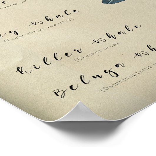 Grafiek walvissen poster (Hoek)