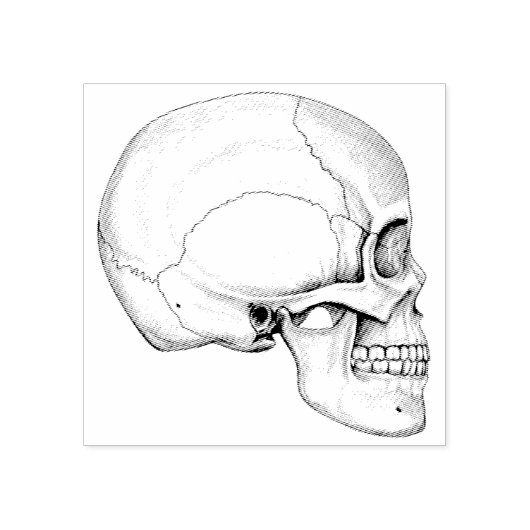 'Grafiet' geïllustreerde schedel Rubberstempel (Afrduk)
