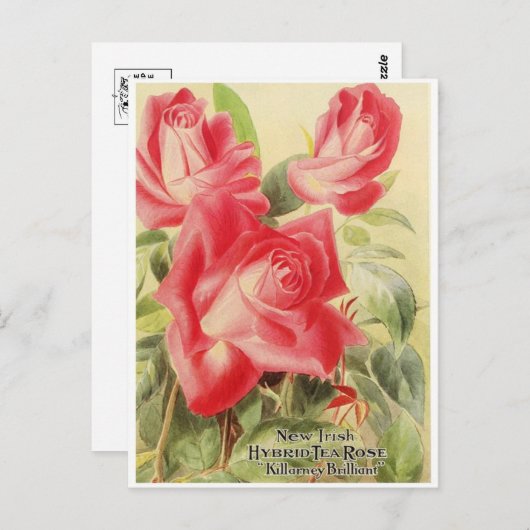 grafisch Briefkaart (Voorkant / Achterkant)