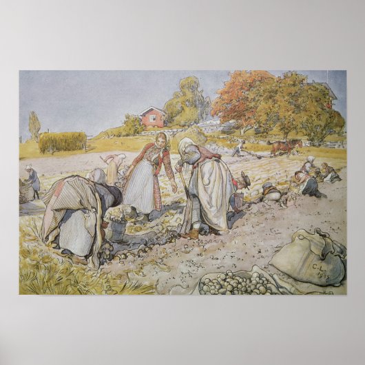 Grafische aardappelen, 1905 poster (Voorkant)