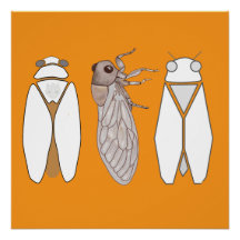 Grafische cicade en cicadenzangers
