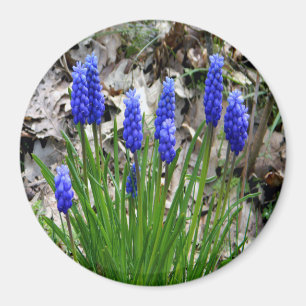 Grafische hyacinten... magneet