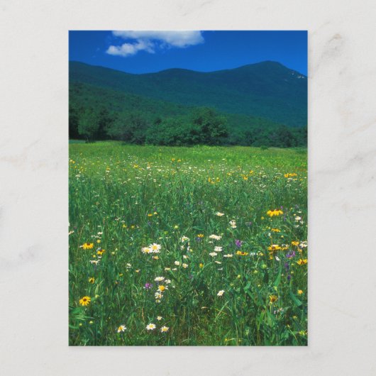 Grafton Notch weide Briefkaart (Voorkant)