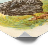 Graham - Barred Plymouth Rocks Chickens Folio Poster (Hoek)