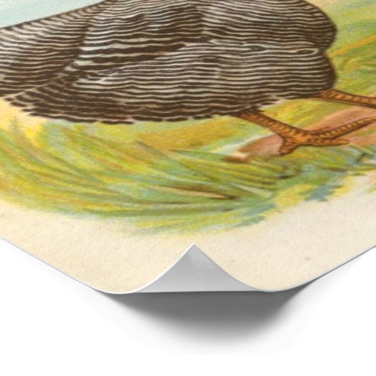 Graham - Barred Plymouth Rocks Chickens Folio Poster (Hoek)