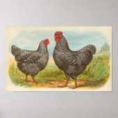 Graham - Barred Plymouth Rocks Chickens Folio Poster (Voorkant)