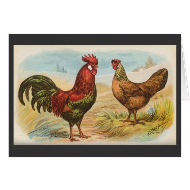 Graham - Leghorn Chickens (Voorkant Horizontaal)