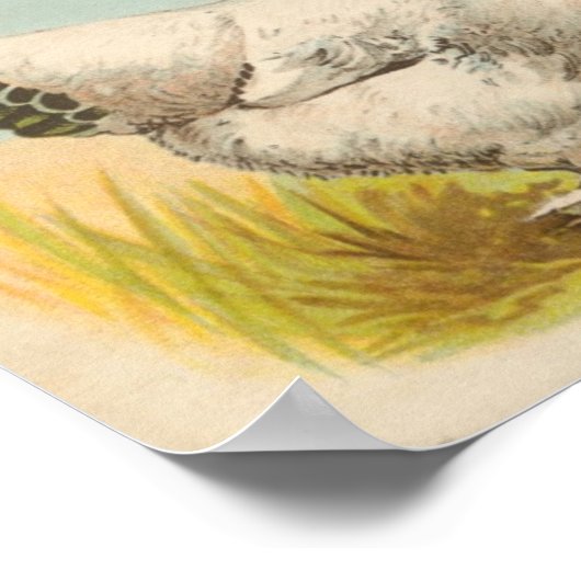 Graham - Light Brahma Chickens Portfolio Poster (Hoek)