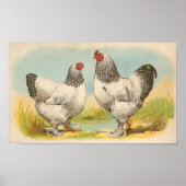 Graham - Light Brahma Chickens Portfolio Poster (Voorkant)