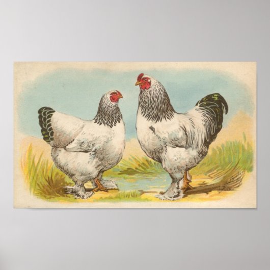 Graham - Light Brahma Chickens Portfolio Poster (Voorkant)