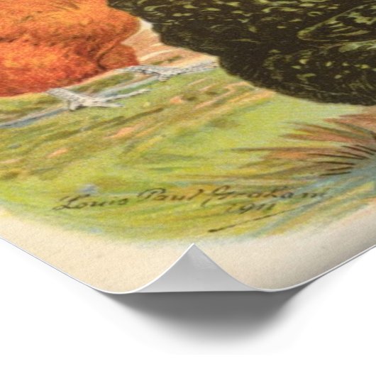 Graham - Orpington Chickens Portfolio Poster (Hoek)