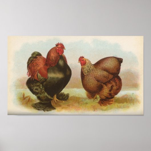 Graham - Partridge Cochin Chickens Portfolio Poster (Voorkant)