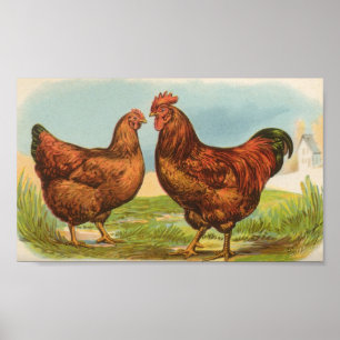 Graham - Rhode Island Red Chickens Poster