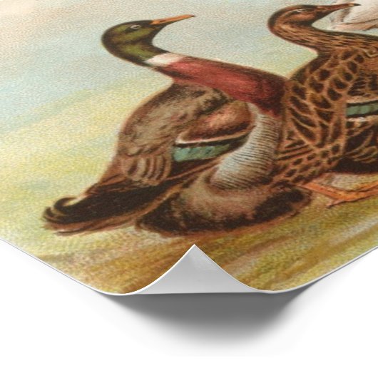 Graham - Rouen en Muscovy Ducks Portfolio Poster (Hoek)