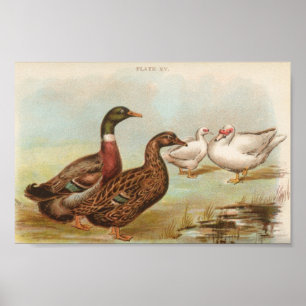 Graham - Rouen en Muscovy Ducks Portfolio Poster