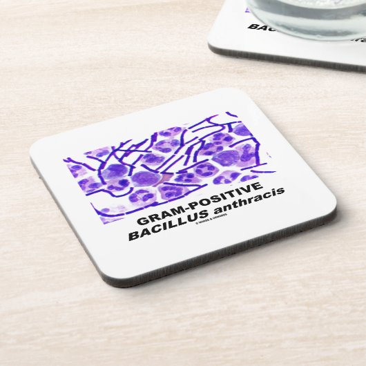 Gram-positieve Bacillus anthracis (Bacteria) Drankjes Onderzetter (Linkerzijde)