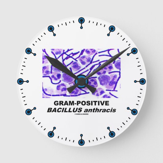 Gram-positieve Bacillus anthracis (Bacteria) Ronde Klok (Voorkant)