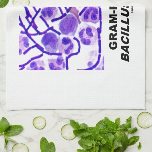 Gram-positieve Bacillus anthracis (Bacteria) Theedoek (Gevouwen)