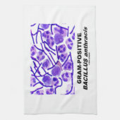 Gram-positieve Bacillus anthracis (Bacteria) Theedoek (Verticaal)