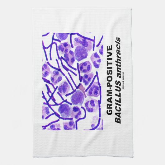 Gram-positieve Bacillus anthracis (Bacteria) Theedoek (Verticaal)