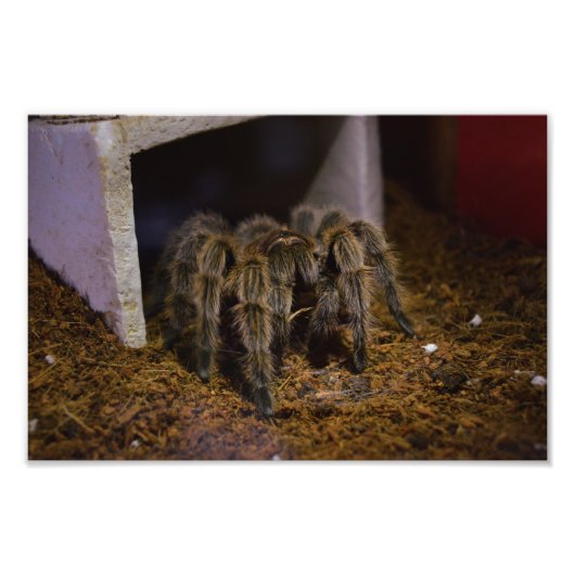 Grammostola Rosea Foto Afdruk (Voorkant)