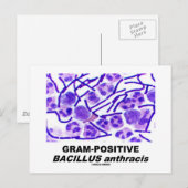 Grampositieve Bacillus anthracis (bacteriën) Briefkaart (Voorkant / Achterkant)
