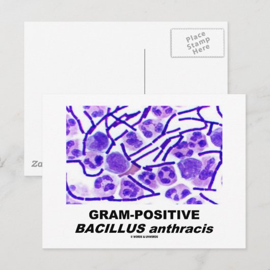 Grampositieve Bacillus anthracis (bacteriën) Briefkaart (Voorkant / Achterkant)
