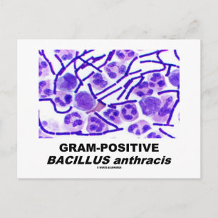 Grampositieve Bacillus anthracis (bacteriën) Briefkaart