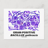 Grampositieve Bacillus anthracis (bacteriën) Briefkaart (Voorkant)