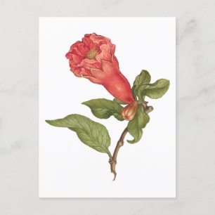 granaatappel bloei illustratie briefkaart