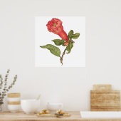  granaatappel bloei illustratie poster (Keuken)