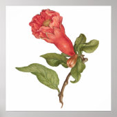  granaatappel bloei illustratie poster (Voorkant)